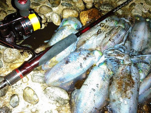 セフィアCI4＋S803MLのインプレ │ 富山県釣り情報 ALL NIGHT FISHING