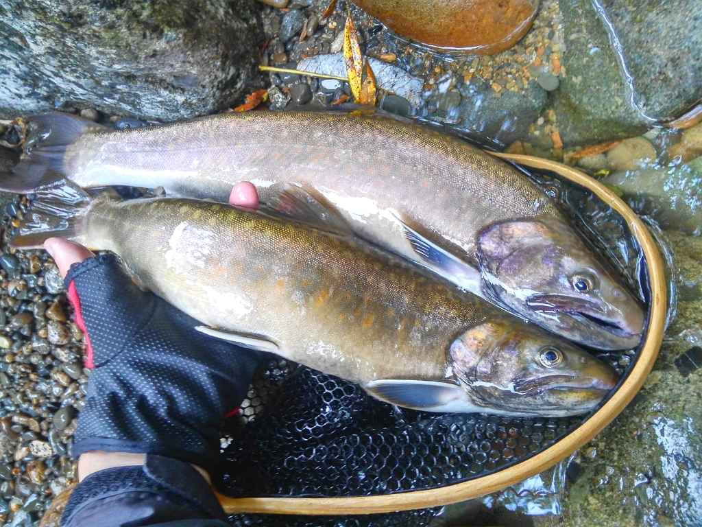 渓流 Final 19 大岩魚 富山県釣り情報 All Night Fishing