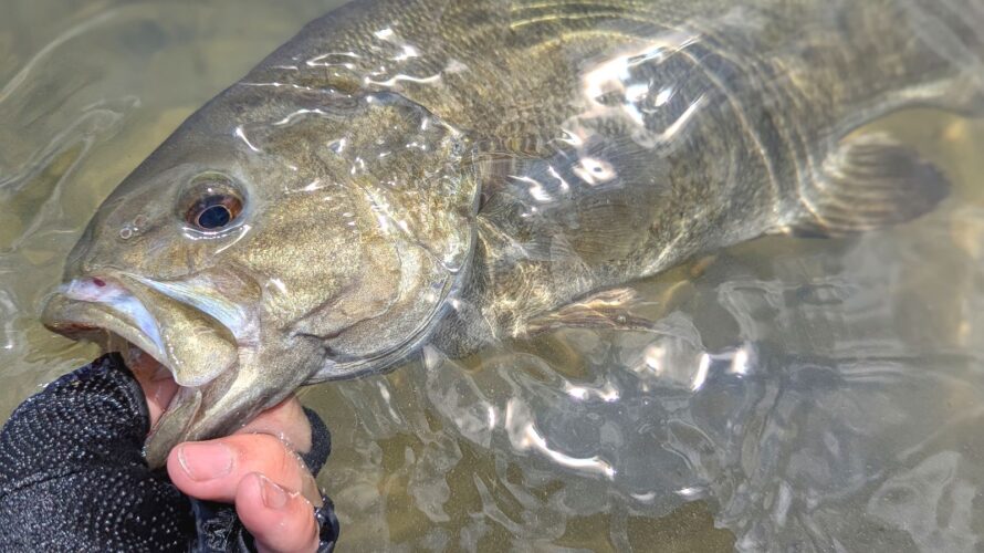 富山県のスモールマウスバス調査。コクチバスのフィッシュアンドチップス