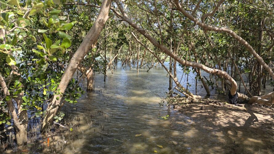 タイでいただくチャイロマルハタの刺し身！タイのソルトルアーフィッシング in プラチュワップ キーリー カン