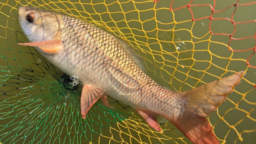 タイのエサ釣り堀。バンコクから近いノンタブリー St fishing parkでプラーイーソックを釣る！