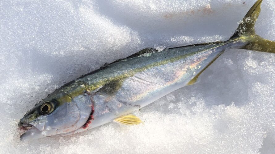 富山帰省釣行。青物からのヤリイカ、メバルのおかっぱりリレー釣行。